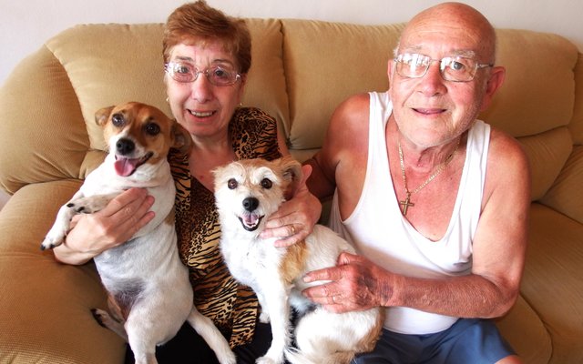 Gansbaai Urgent Home for 2 Jack Russels_1